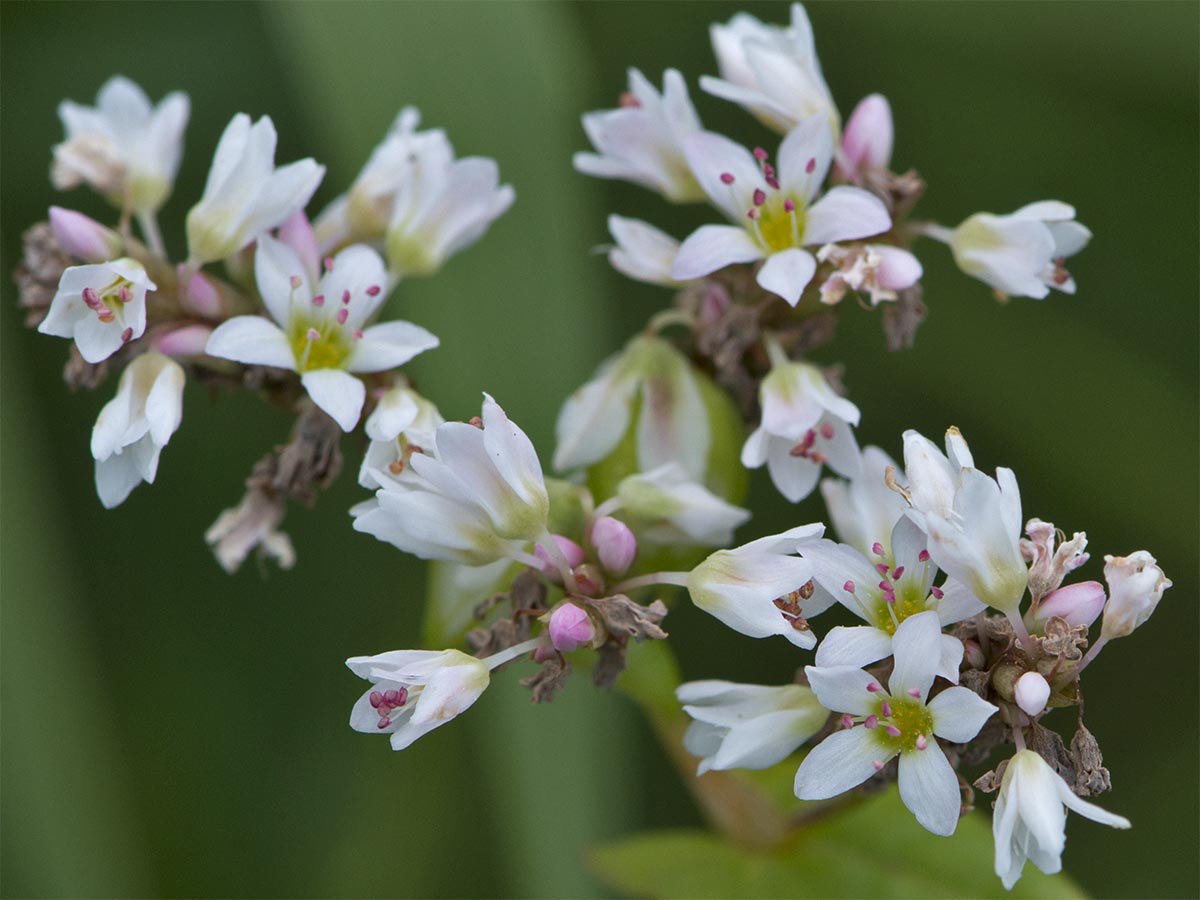 Fagopyrum esculentum